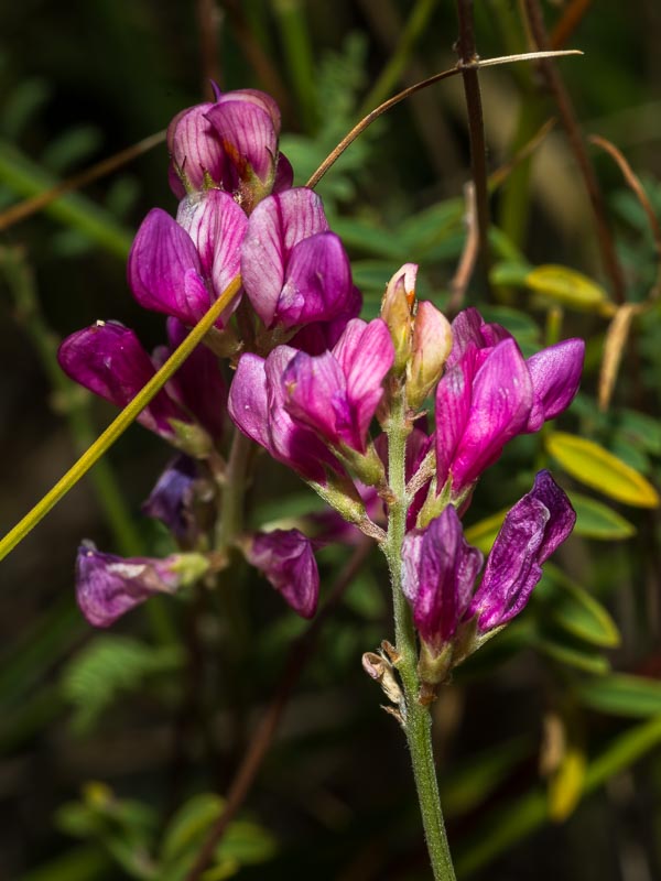 Hedysarum confertum / Sulla minore